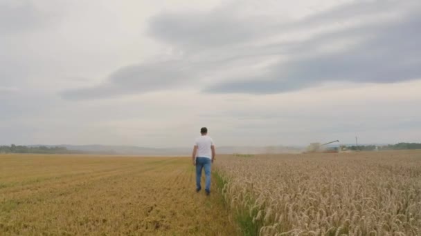 拥有平板电脑的男性农民在小麦田里行走 检查小麦品质 做好工作 — 图库视频影像