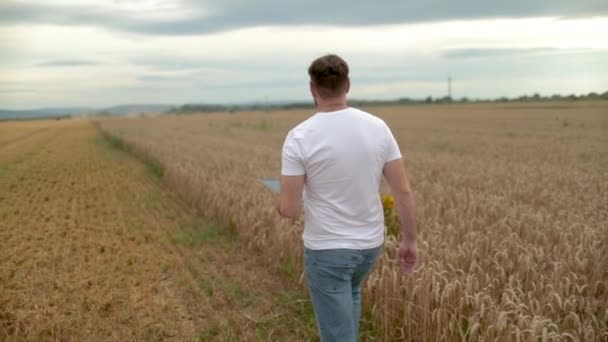Concept Agriculture Agronomiste Shirt Blanc Jeans Marchant Dans Champ Blé — Video