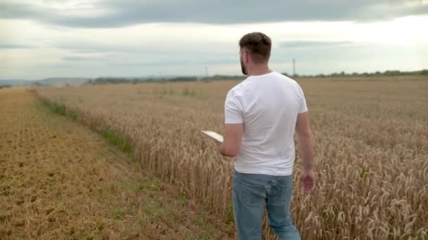 Concept Agriculture Agronomiste Shirt Blanc Jeans Marchant Dans Champ Blé — Video