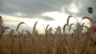 Elinde not defteri olan genç bir çiftçi bir buğday tarlasının içinden odak noktasından geçer. Ön planda buğday kulakları. Agronomist çiftçi iş yerinde. Tarım işgücü teknolojileri.