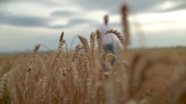 Elinde not defteri olan genç bir çiftçi bir buğday tarlasının içinden odak noktasından geçer. Ön planda buğday kulakları. Agronomist çiftçi iş yerinde. Tarım işgücü teknolojileri.