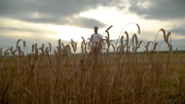 Elinde not defteri olan genç bir çiftçi bir buğday tarlasının içinden odak noktasından geçer. Ön planda buğday kulakları. Agronomist çiftçi iş yerinde. Tarım işgücü teknolojileri.