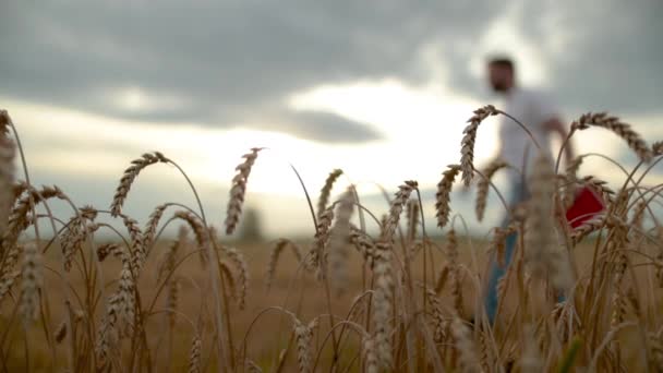 Молодой Фермер Блокнотом Руке Ходит Пшеничному Полю Фокусе Уши Пшеницы — стоковое видео