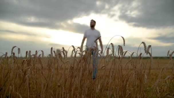 Joven Agricultor Con Una Libreta Mano Camina Por Campo Trigo — Vídeo de stock