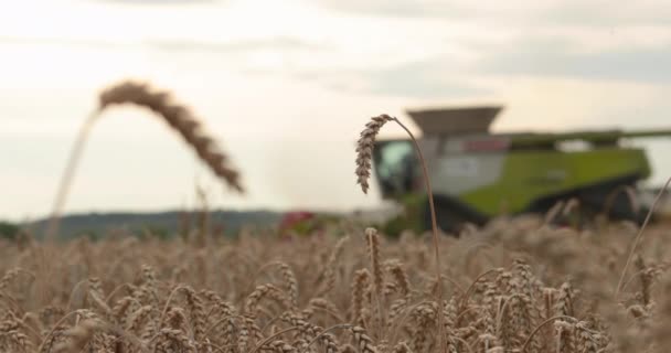 Збирання Комбайнів Сільськогосподарської Техніки Сонячний День Вуха Пшениці Передньому Плані — стокове відео