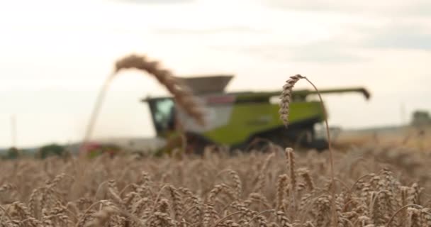 Combineer Oogstmachines Landbouwmachines Oogsten Een Zonnige Dag Oren Van Tarwe — Stockvideo