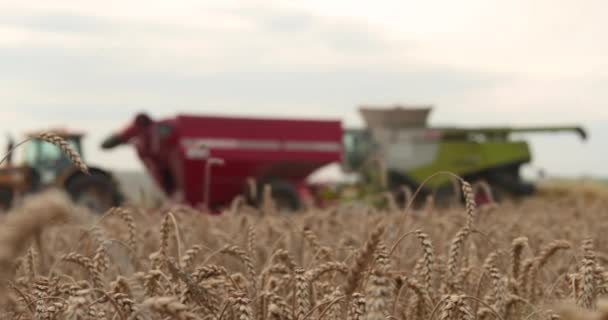 Güneşli Bir Günde Hasat Tarım Makinelerini Birleştirmek Planda Buğday Kulakları — Stok video