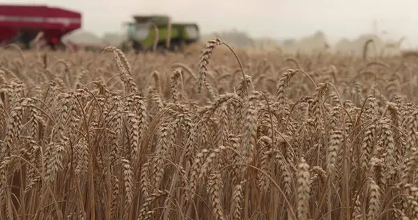 Güneşli Bir Günde Hasat Tarım Makinelerini Birleştirmek Planda Buğday Kulakları — Stok fotoğraf