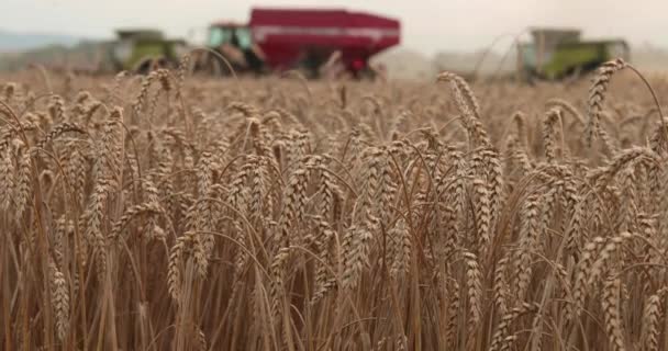 晴れた日に収穫するハーベスターと農業機械を組み合わせます コンバインハーベスターと作業機器の背景の前景に小麦の耳 — ストック動画