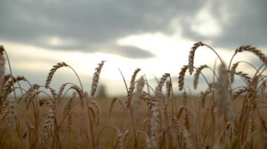 Bir yaz akşamı bir tarlada buğday kulakları. Olgun taneli sarı bir buğday kulağı rüzgarda yavaşça sallanır. Tahıl olgunlaştı ve hasat zamanı, yavaş çekim 4k....