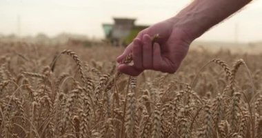 Çiftçinin eli değdi, sarıyı kontrol etti, tarlada olgunlaşmış buğday ile çalışan makinelerin arka planında karşılaştı. Tarım kavramı.