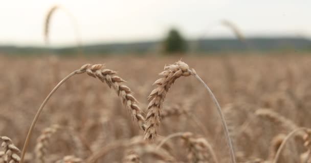 Bir Yaz Akşamı Bir Tarlada Buğday Kulakları Olgun Taneli Sarı — Stok video