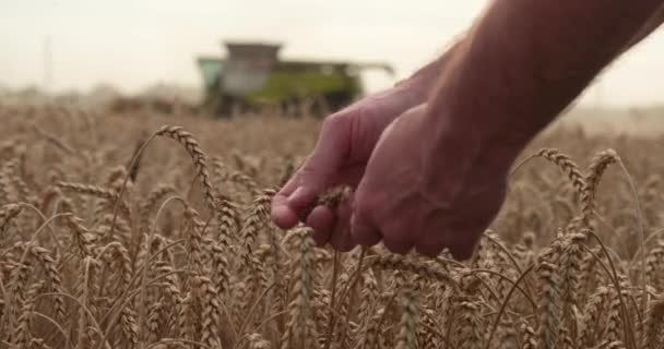 Farmářova Ruka Dotýká Kontroluje Žlutou Zralou Pšenici Poli Pozadí Pracovní — Stock video