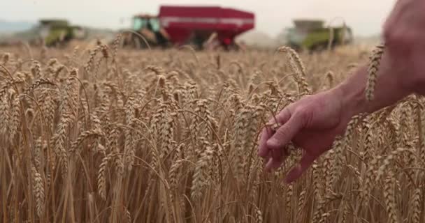 Toucher Main Agriculteur Vérifier Jaune Blé Mûr Dans Champ Sur — Video