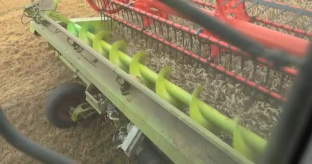 コンバインハーベスターのキャビンからの眺め 収穫し 晴れた夏の天候で熟した小麦を刈る コンバインハーベスターの仕事 切断スパイクのクローズアップ — ストック動画