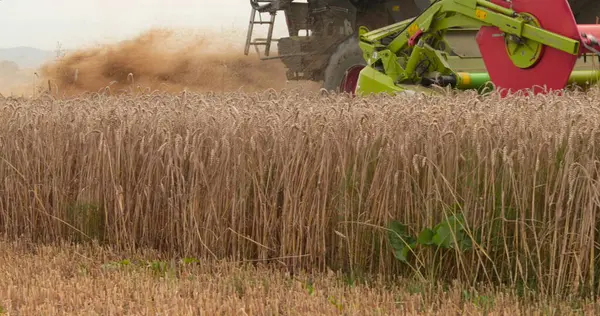 Eine Nahaufnahme Eines Erntehelfers Der Auf Einem Feld Weizen Schneidet — Stockfoto