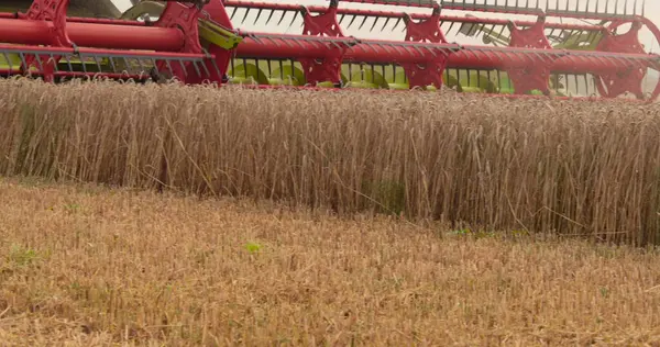 Bir Tarlada Buğday Kesen Hasatçının Yakın Çekim Görüntüsü Kulak Kesen — Stok fotoğraf