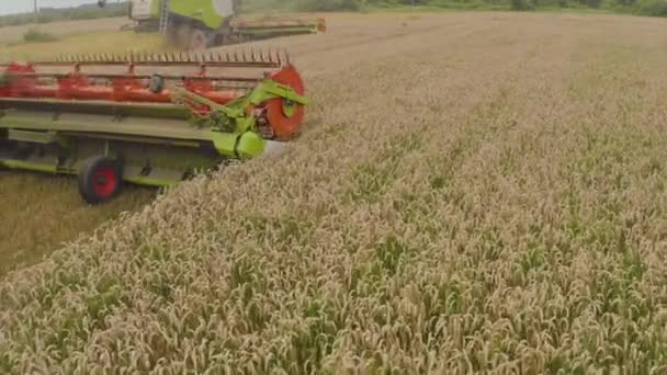 Hasat Hasadı Olgunlaşmış Buğday Toplayıp Saman Atıyor Tarlada Buğday Biçerken — Stok video