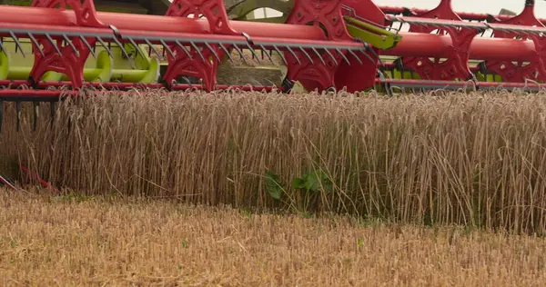 Bir Tarlada Buğday Kesen Hasatçının Yakın Çekim Görüntüsü Kulak Kesen — Stok fotoğraf