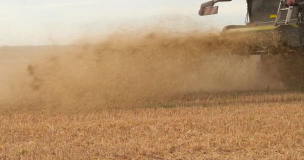 Sklízeč Sklízí Zralou Pšenici Hází Slámu Silné Emise Slámy Při — Stock video