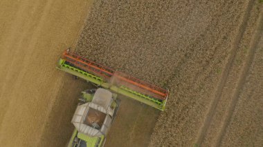 Buğday hasat eden bir tarladaki hasat makinesinin hava görüntüsü. Bir biçerdöver ve tarım makinesinin işi, üst görünüm.