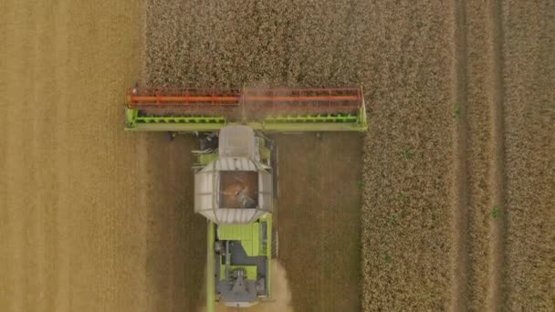 Luftaufnahme Eines Mähdreschers Bei Der Weizenernte Auf Einem Feld Die — Stockvideo