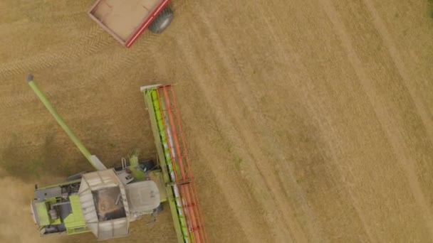 Вид Воздуха Комбайн Поле Собирающий Пшеницу Работа Комбайна Сельскохозяйственной Техники — стоковое видео
