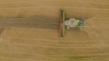 Buğday hasat eden bir tarladaki hasat makinesinin hava görüntüsü. Bir biçerdöver ve tarım makinesinin işi, üst görünüm.