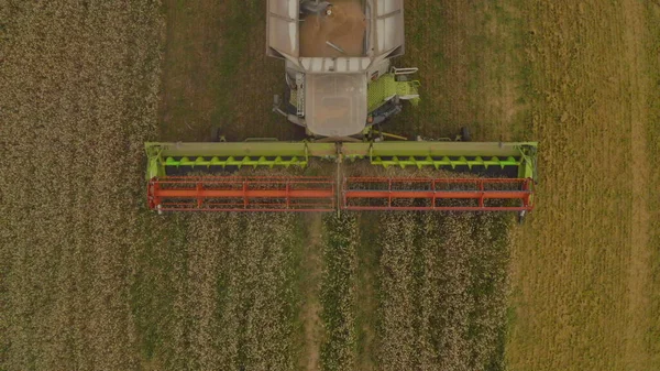 Légi Felvétel Egy Kombájnról Egy Szántóföldi Búza Betakarításakor Kombájn Mezőgazdasági — Stock Fotó