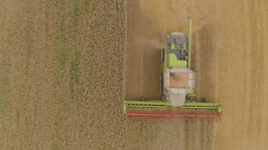 Buğday hasat eden bir tarladaki hasat makinesinin hava görüntüsü. Bir biçerdöver ve tarım makinesinin işi, üst görünüm.