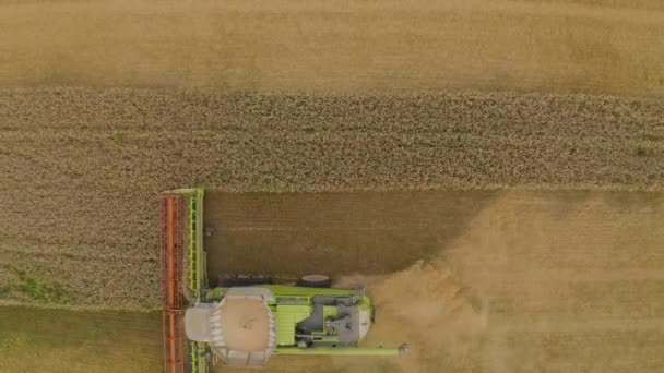 Légi Felvétel Egy Kombájnról Egy Szántóföldi Búza Betakarításakor Kombájn Mezőgazdasági — Stock videók