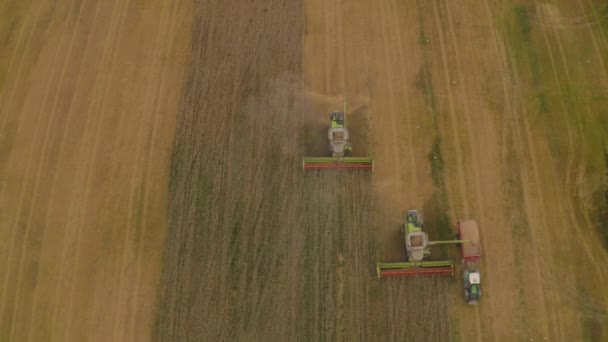 Luftaufnahme Eines Mähdreschers Bei Der Weizenernte Auf Einem Feld Die — Stockvideo