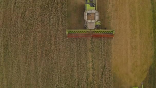 Letecký Pohled Kombajn Poli Sklízející Pšenici Práce Kombajnu Zemědělských Strojů — Stock video