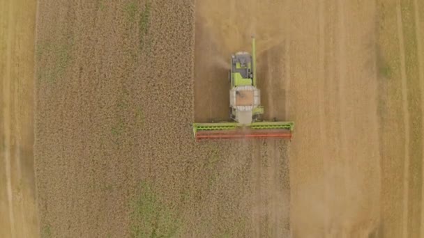Aerial View Combine Harvester Field Harvesting Wheat Work Combine Harvester — Stock Video