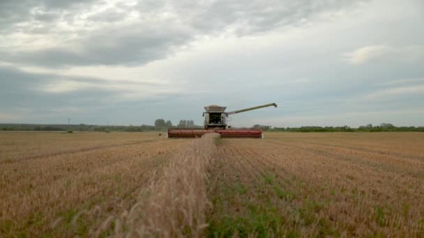 Комбайн Собирает Спелую Пшеницу Поле Фермы Работа Экономике Уборка Урожая — стоковое видео