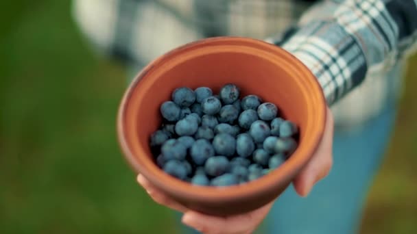 그릇에 신선한 블루베리 베리와 그릇을 건강한 식사와 블루베리 재배의 — 비디오