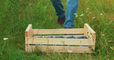Tahta bir kutu taze, yeni toplanmış yabanmersinleriyle doludur. Erkek eller, yetiştirildiği tarlada bir kutu taze yaban mersini taşır..