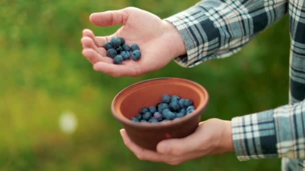 クレイボウルで新鮮なブルーベリー 男性の手はブルーベリーと茶色のボウルを保持しています 健康的な食事とブルーベリー栽培のコンセプト — ストック動画