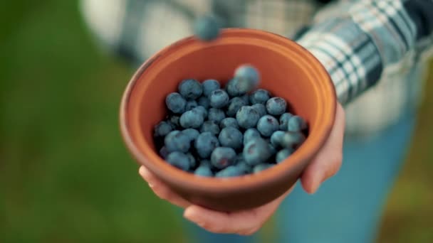 Mirtilli Freschi Una Ciotola Argilla Mani Maschili Tengono Una Ciotola — Video Stock