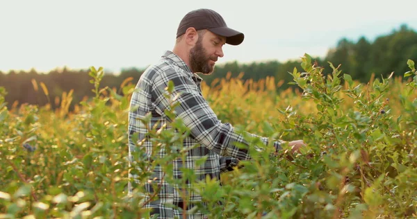 A man picks blueberries at a blueberry plantation on an industrial scale.