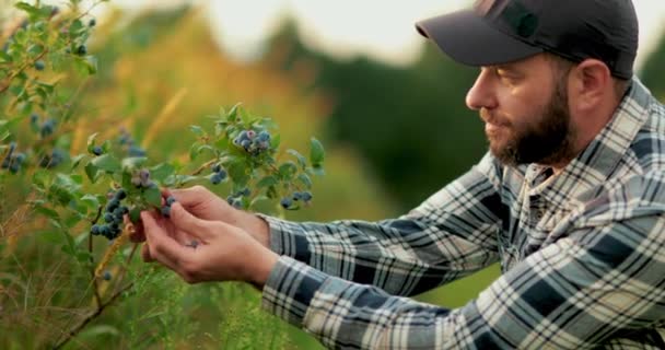 Primer Plano Hombre Con Camisa Gorra Recogiendo Arándanos Arbusto Con — Vídeos de Stock