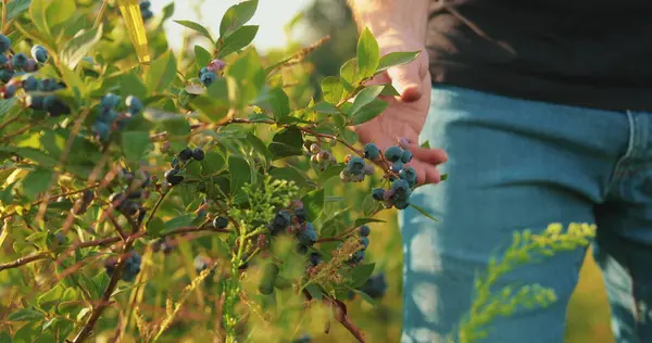 Close-up of a male farmer\'s hand picking blueberry berries. Blueberry harvest.