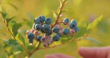 Yabanmersini toplayan bir erkek çiftçinin yakın çekimi. Yabanmersini hasadı.