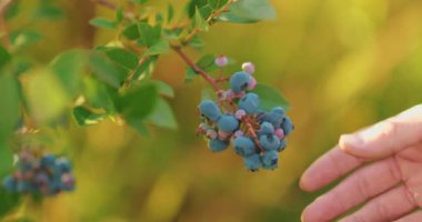 Yabanmersini toplayan bir erkek çiftçinin yakın çekimi. Yabanmersini hasadı.