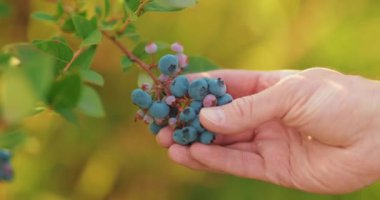 Yabanmersini toplayan bir erkek çiftçinin yakın çekimi. Yabanmersini hasadı.
