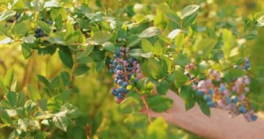 Yabanmersini toplayan bir erkek çiftçinin yakın çekimi. Yabanmersini hasadı.