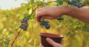 Yabanmersini toplayan bir erkek çiftçinin yakın çekimi. Yabanmersini hasadı.