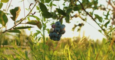 Yabanmersini toplayan bir erkek çiftçinin yakın çekimi. Yabanmersini hasadı.