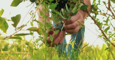 Yabanmersini toplayan bir erkek çiftçinin yakın çekimi. Yabanmersini hasadı.