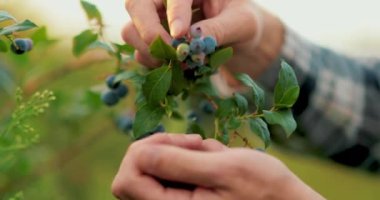 Yabanmersini toplayan bir erkek çiftçinin yakın çekimi. Yabanmersini hasadı.